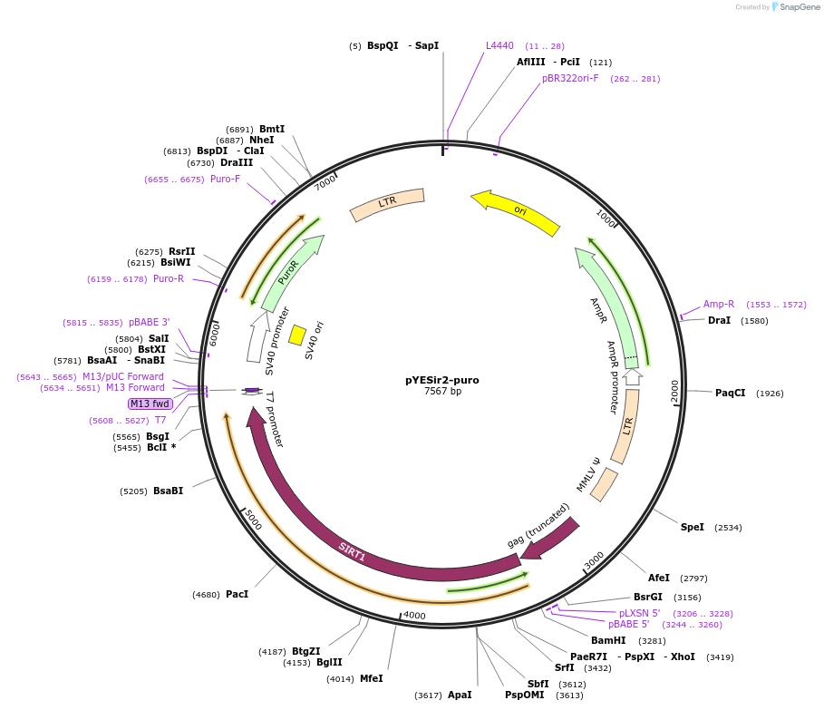 1769-plasmid-map-sequence-id-152137