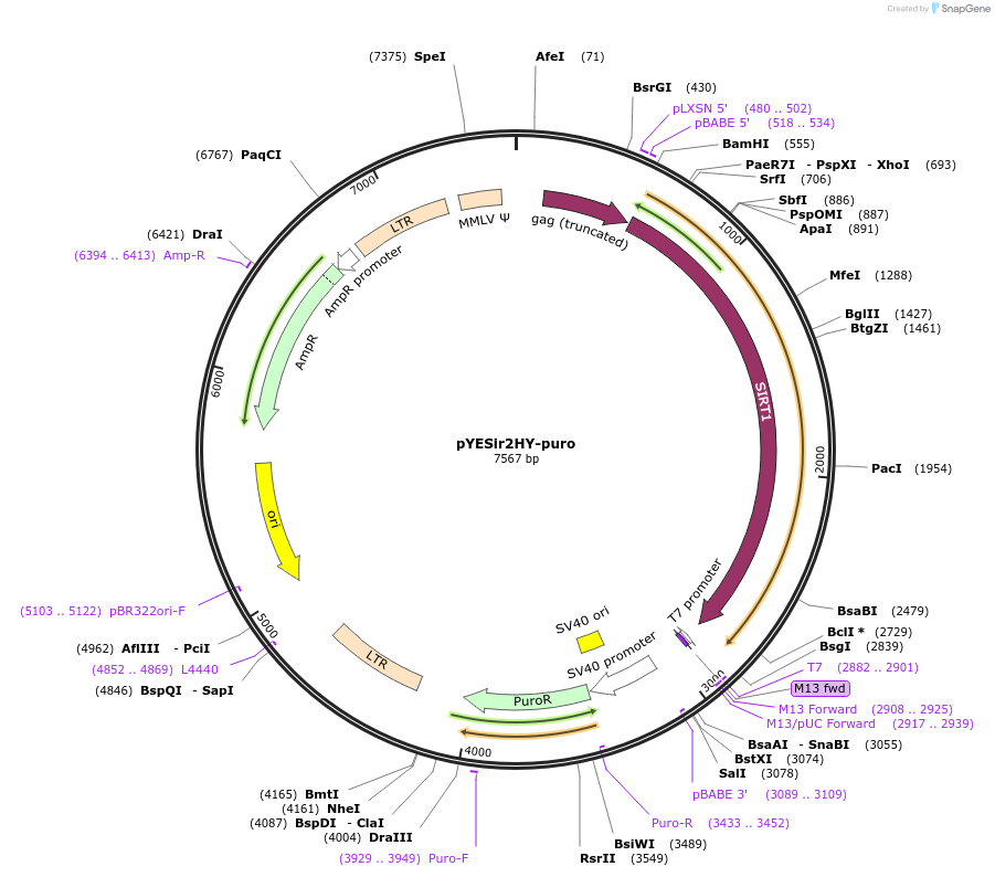 1770-plasmid-map-sequence-id-152138