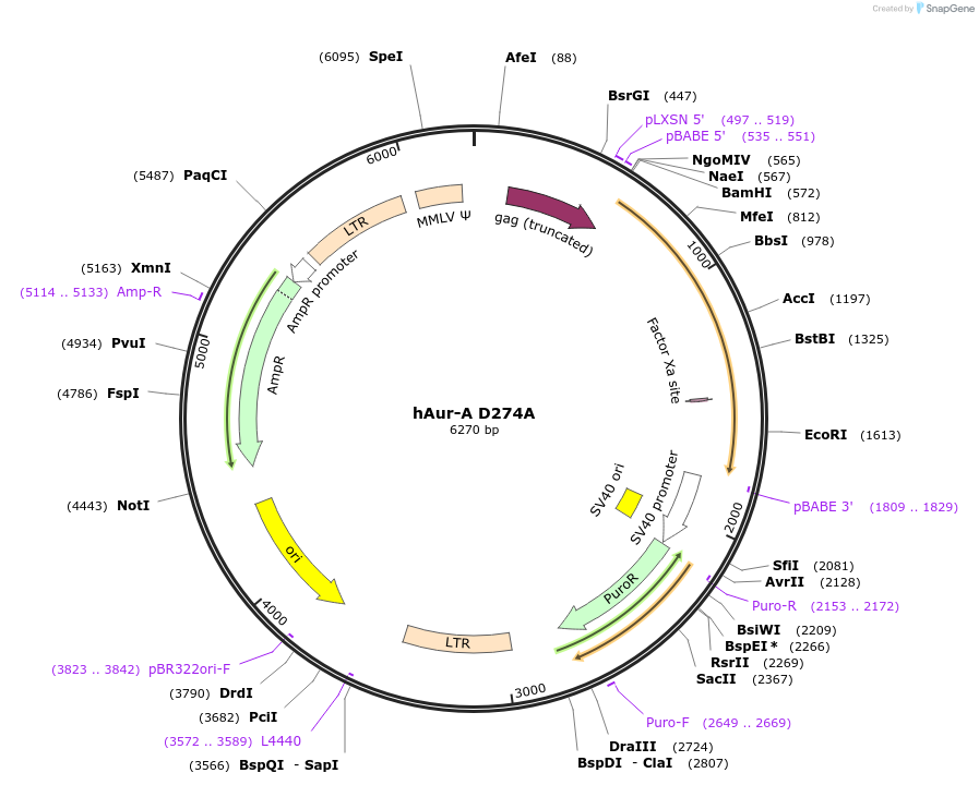 8511-plasmid-map-sequence-id-152142