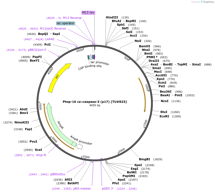16086-plasmid-map-sequence-id-152149