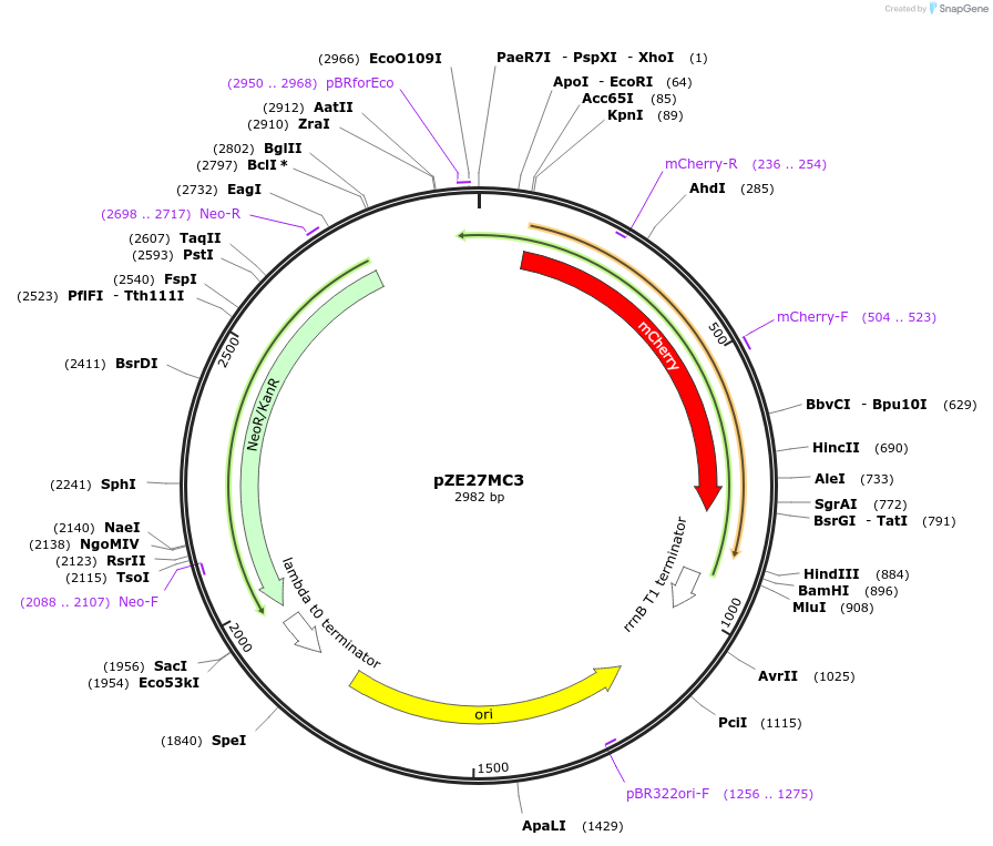 75464-plasmid-map-sequence-id-152154