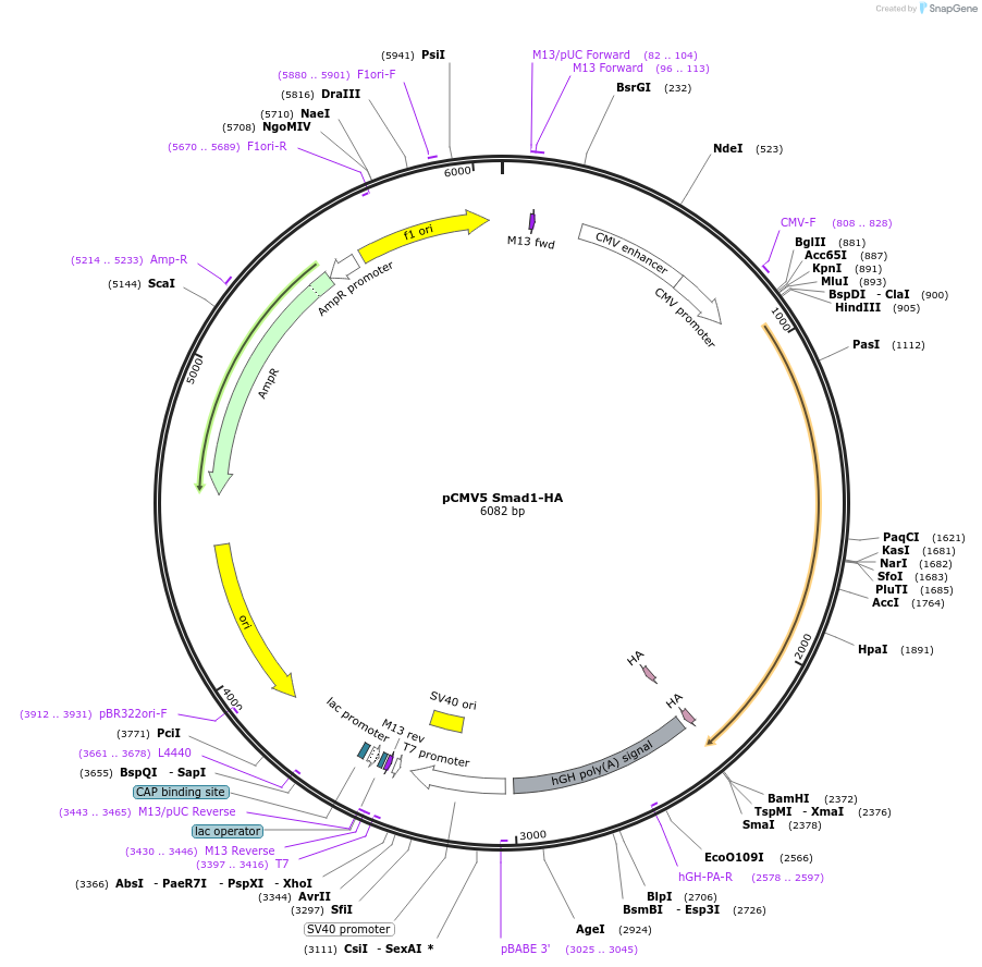 14956-plasmid-map-sequence-id-152156