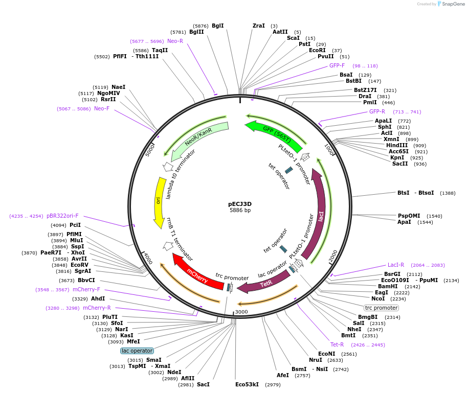 75467-plasmid-map-sequence-id-152158