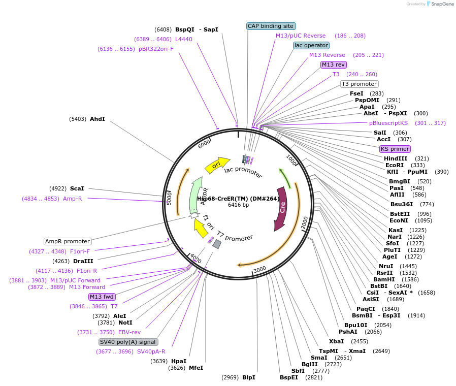 15028-plasmid-map-sequence-id-152167