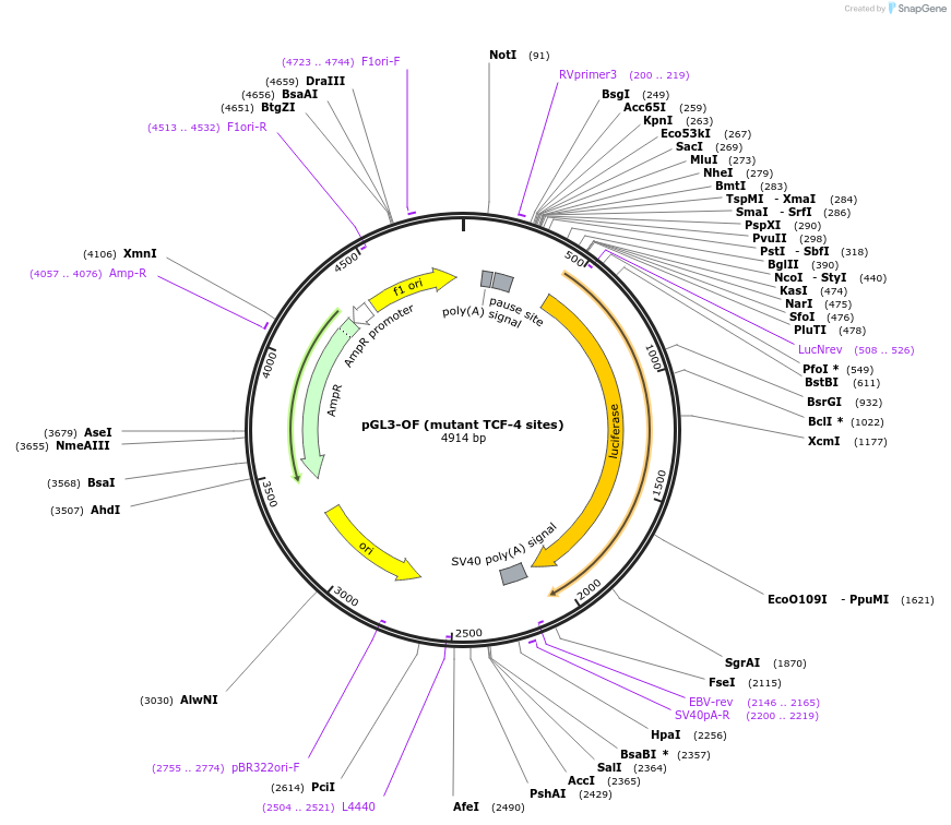 16559-plasmid-map-sequence-id-152179