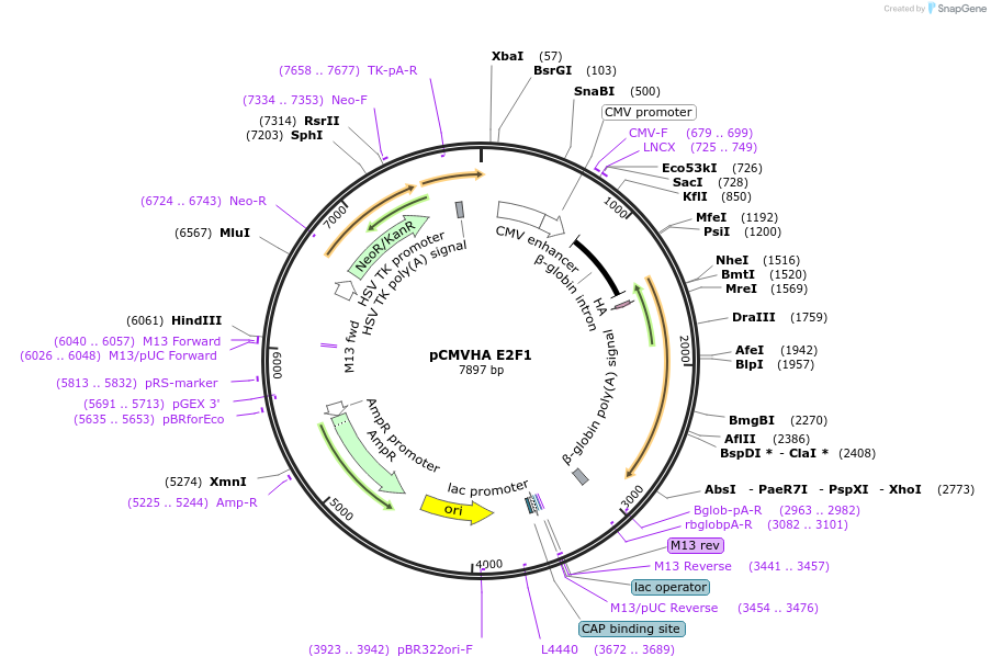 24225-plasmid-map-sequence-id-152182