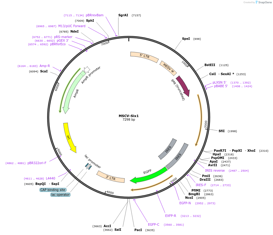 49263-plasmid-map-sequence-id-152187