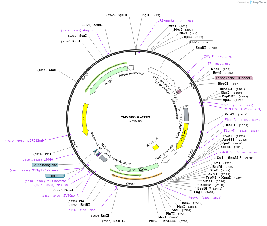 33362-plasmid-map-sequence-id-152190