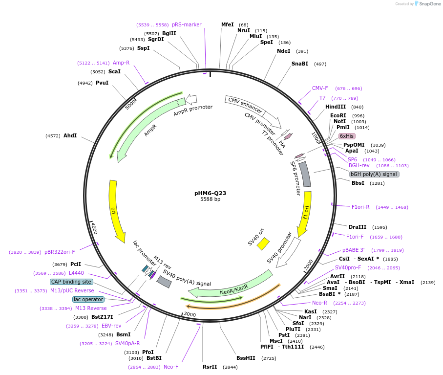 40263-plasmid-map-sequence-id-152191