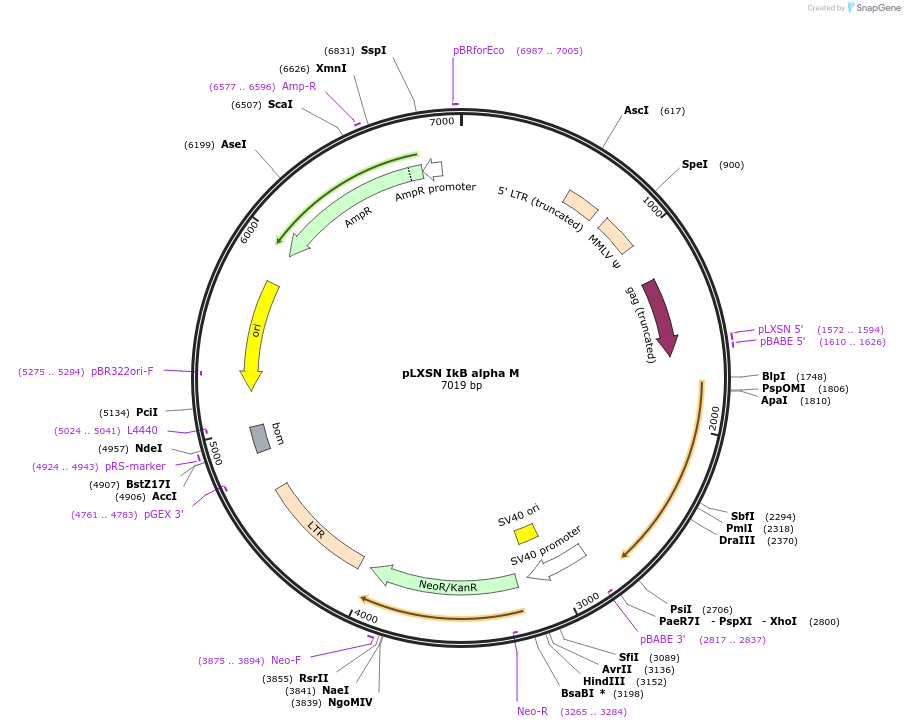 12330-plasmid-map-sequence-id-152203