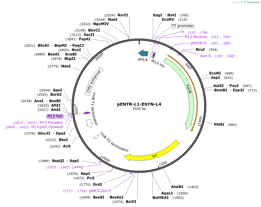 32580-plasmid-map-sequence-id-152241