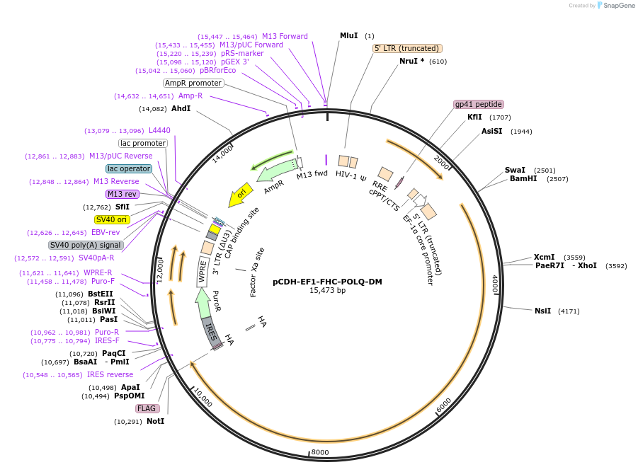 64880-plasmid-map-sequence-id-152243