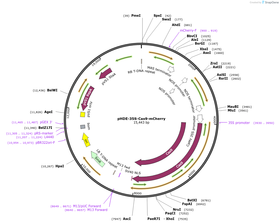 78931-plasmid-map-sequence-id-152377