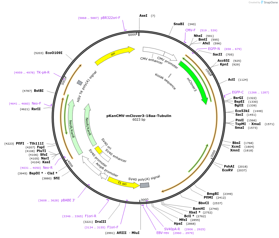 74253-plasmid-map-sequence-id-152440