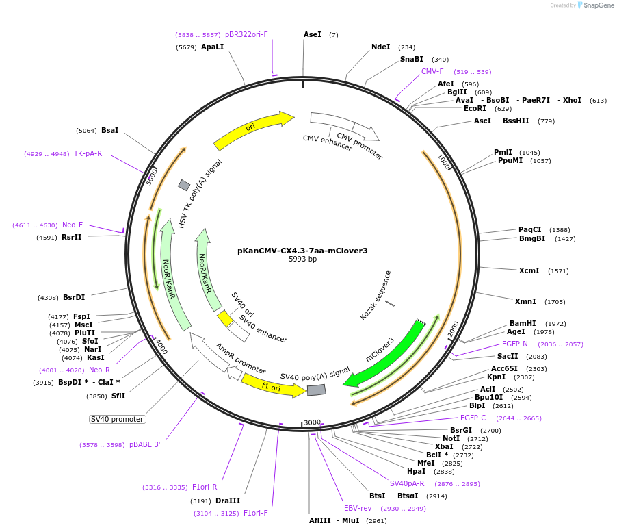 74260-plasmid-map-sequence-id-152441