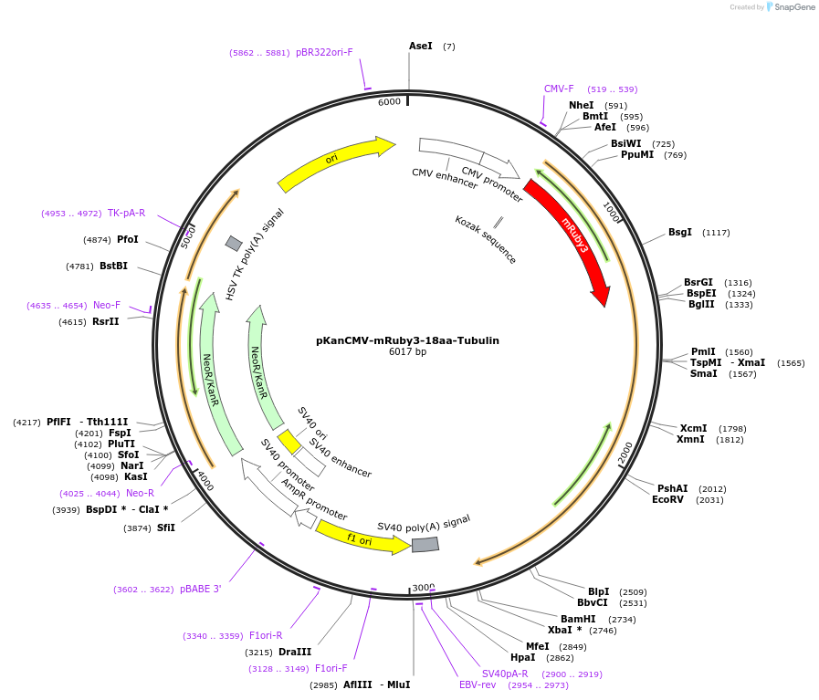 74256-plasmid-map-sequence-id-152444