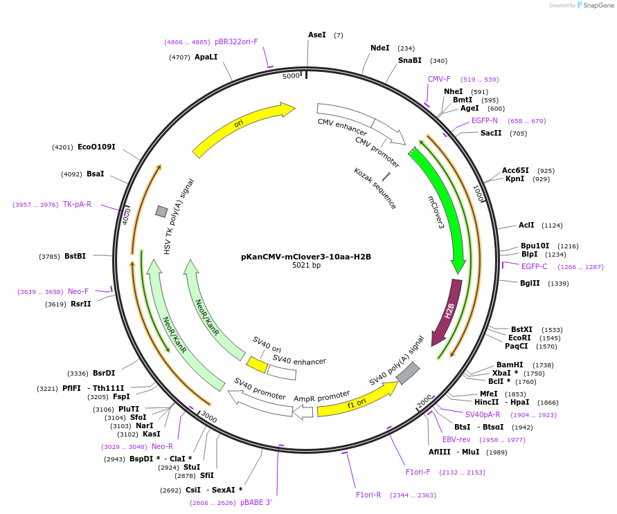 74257-plasmid-map-sequence-id-152445