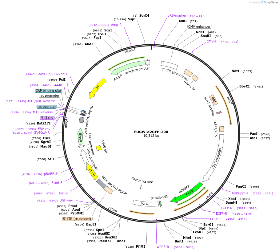 79602-plasmid-map-sequence-id-152507
