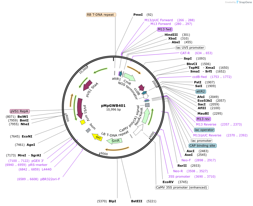 68666-plasmid-map-sequence-id-152563