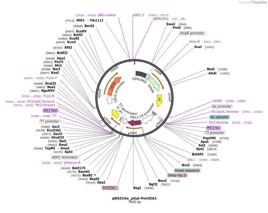 79612-plasmid-map-sequence-id-152577