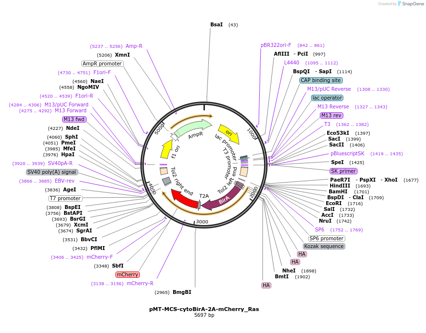 80058-plasmid-map-sequence-id-152592