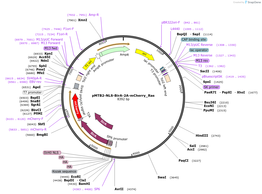 80067-plasmid-map-sequence-id-152621