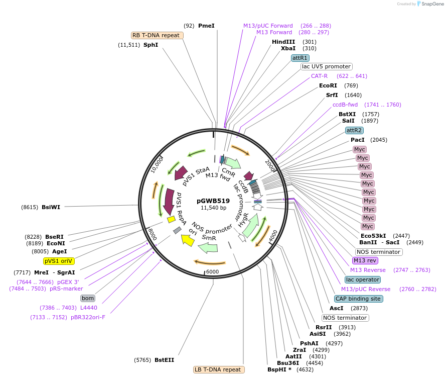 74861-plasmid-map-sequence-id-152625