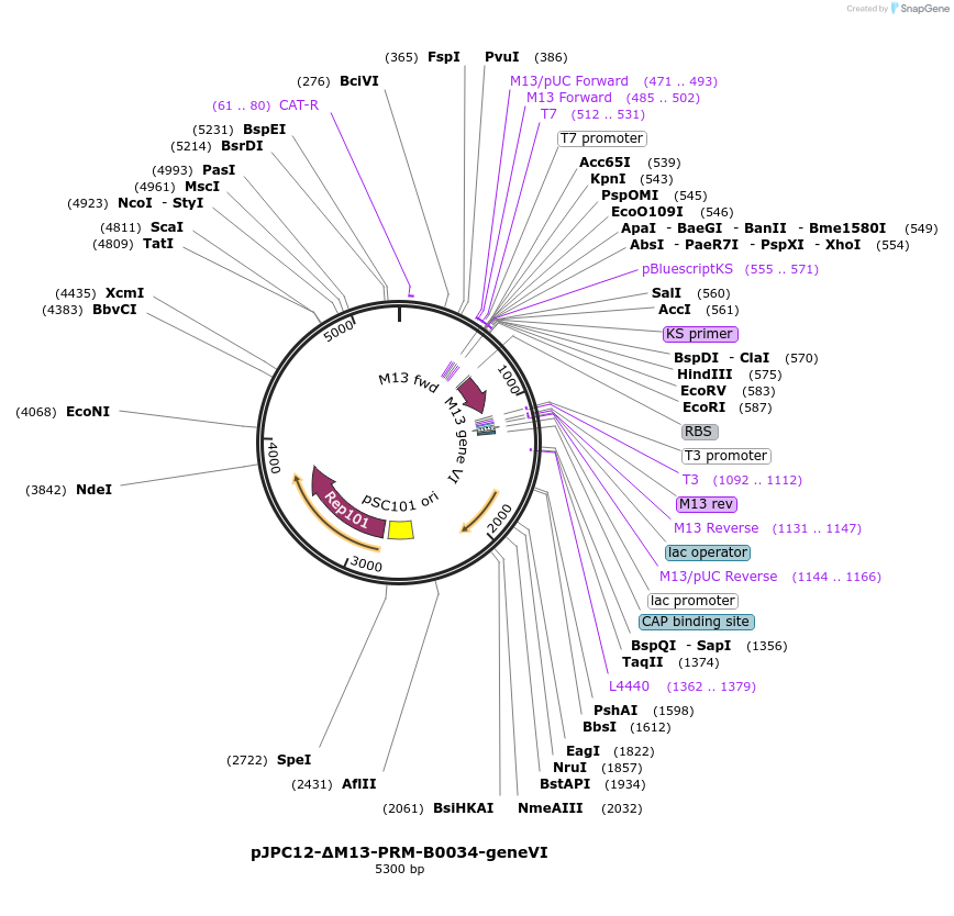 80858-plasmid-map-sequence-id-152662