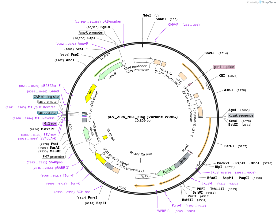 79641-plasmid-map-sequence-id-152664