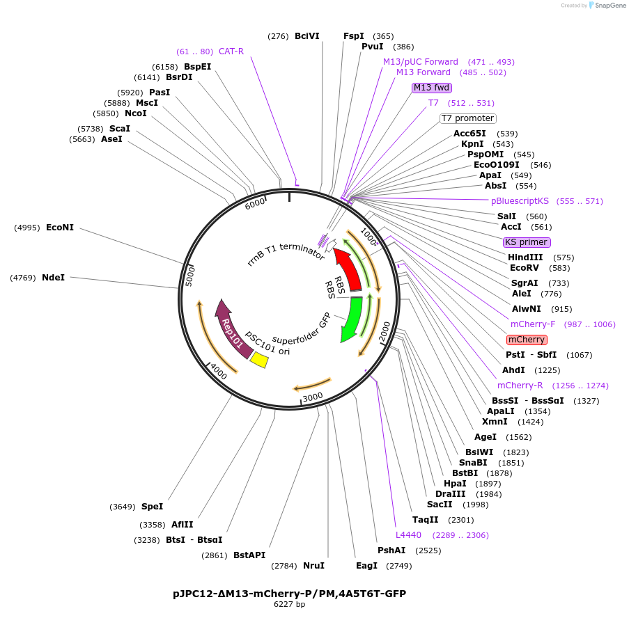 80913-plasmid-map-sequence-id-152725