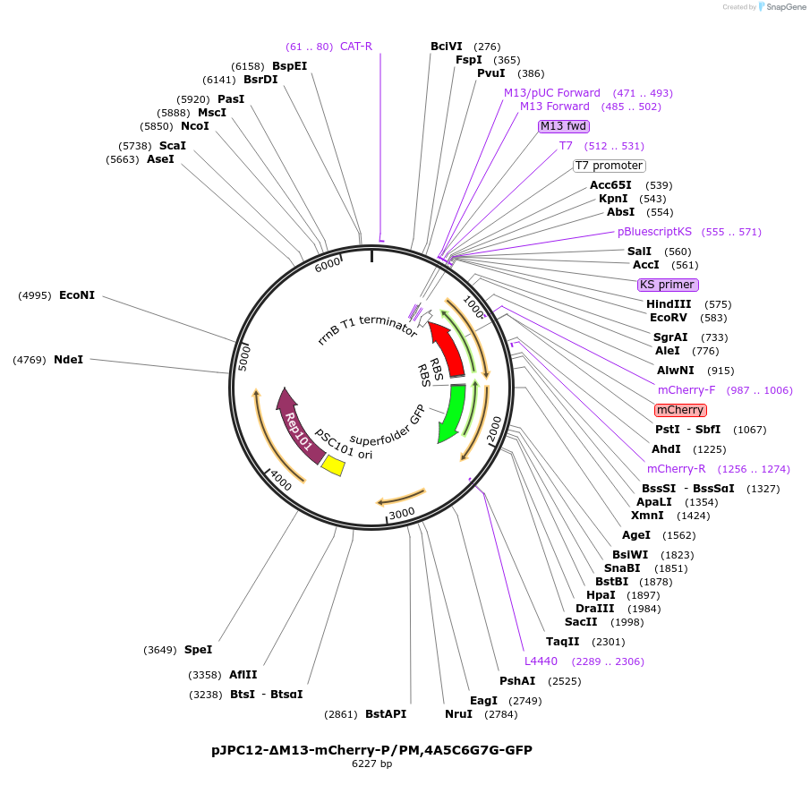 80914-plasmid-map-sequence-id-152726