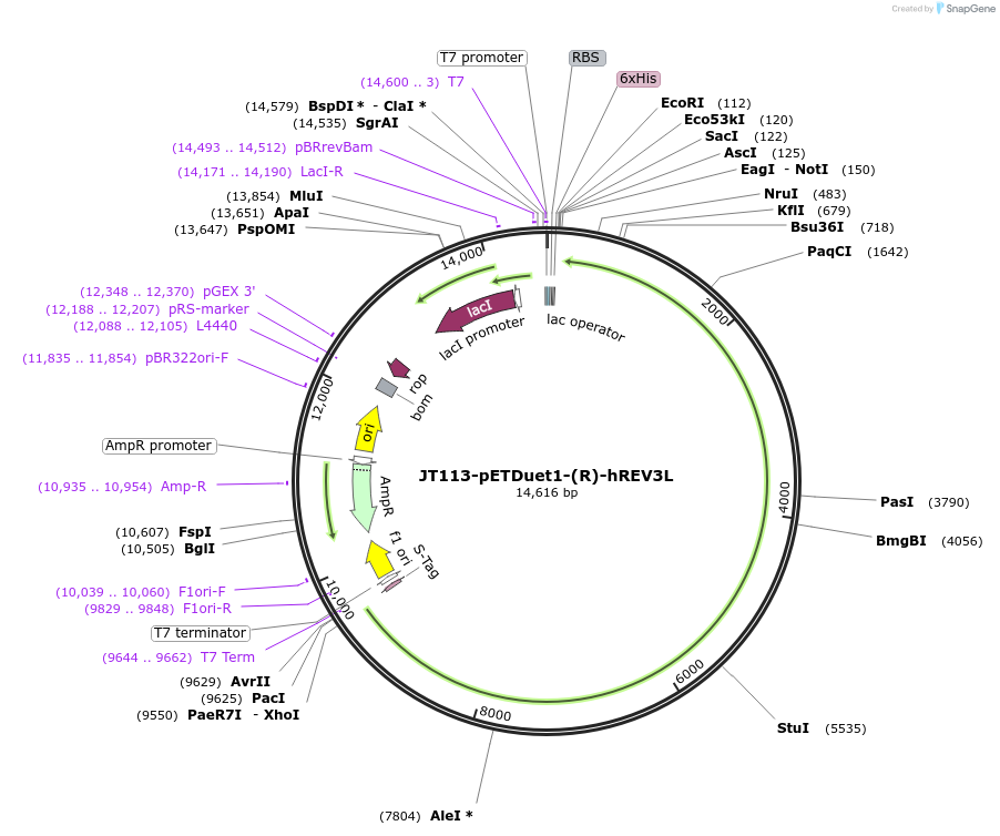 64872-plasmid-map-sequence-id-152781