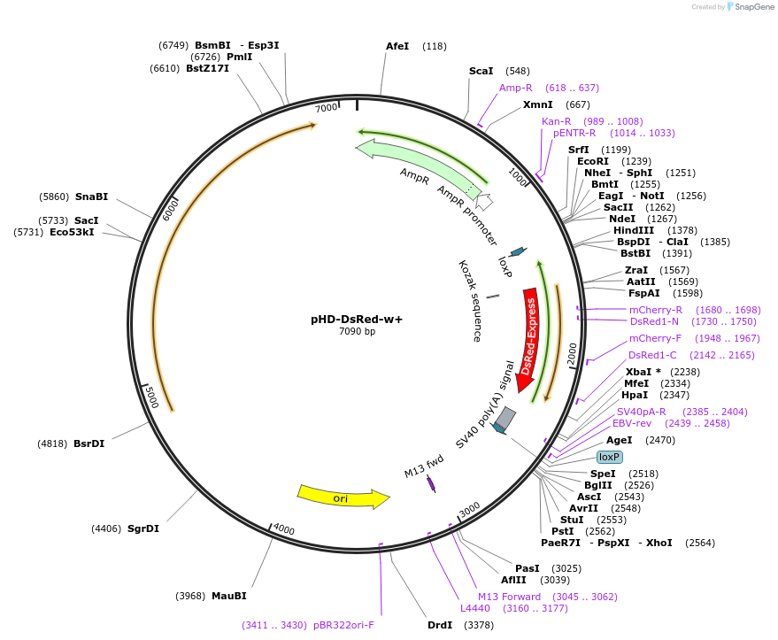 80926-plasmid-map-sequence-id-152782