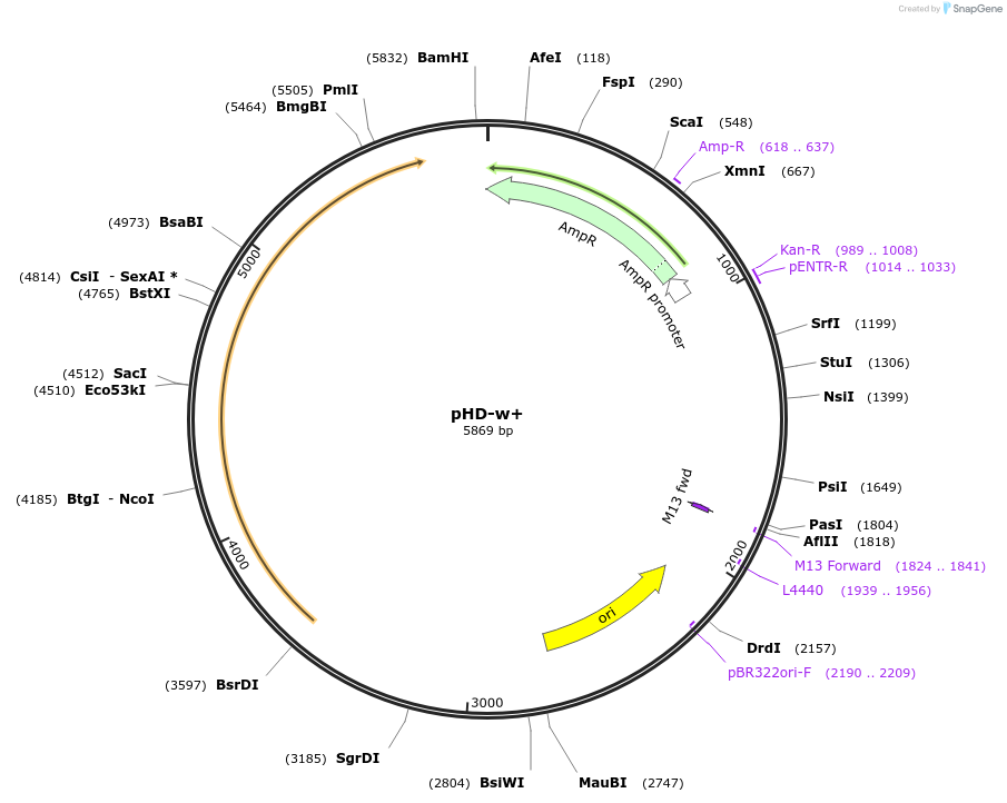 80927-plasmid-map-sequence-id-152786