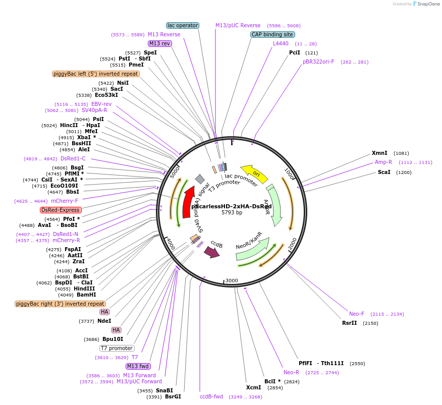80822-plasmid-map-sequence-id-152787