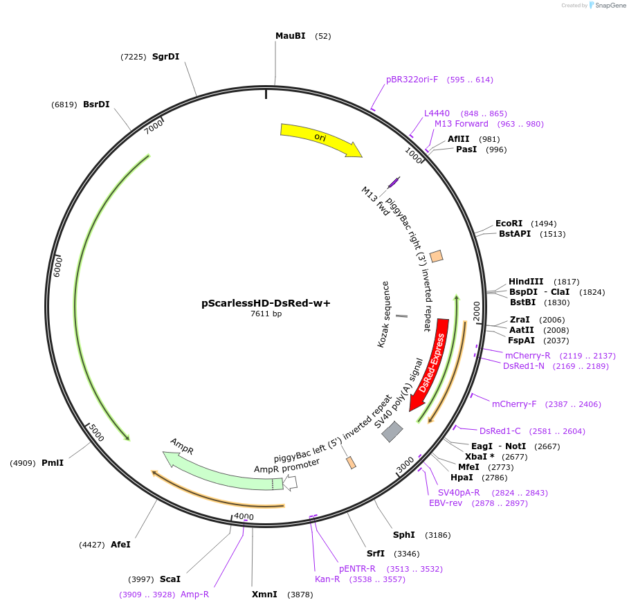 80801-plasmid-map-sequence-id-152801