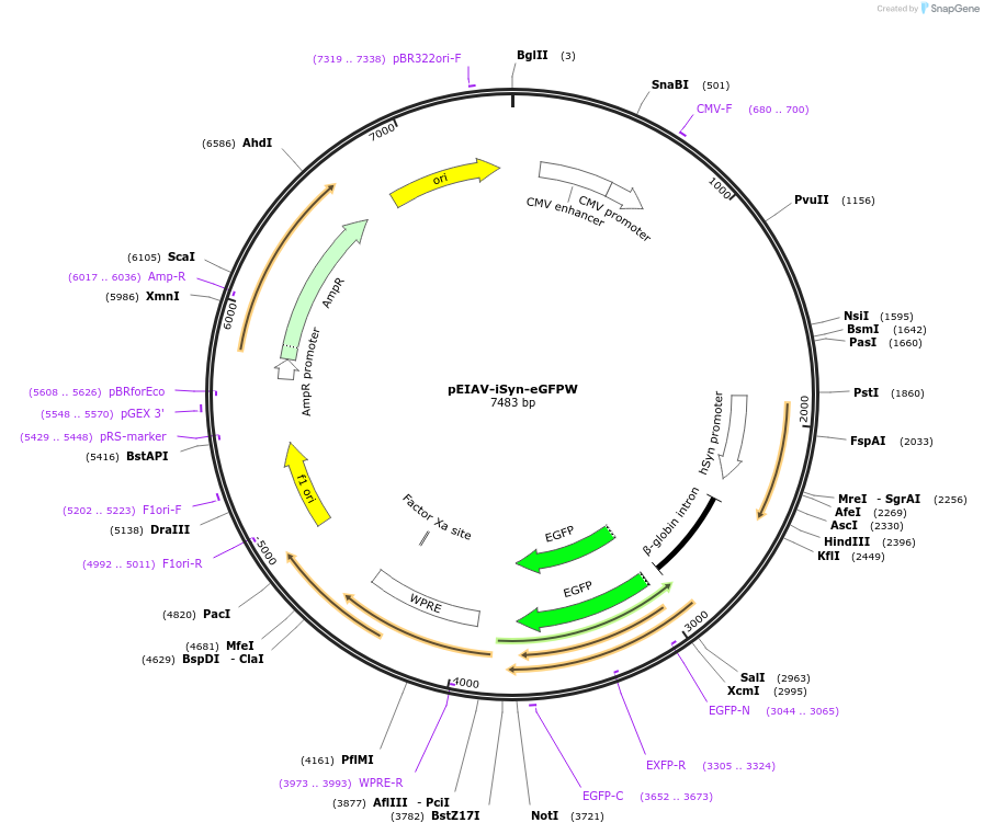 80161-plasmid-map-sequence-id-152836