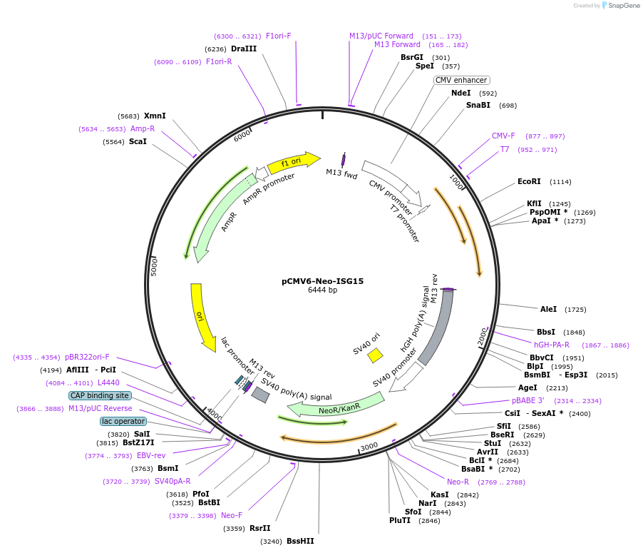 80404-plasmid-map-sequence-id-152862
