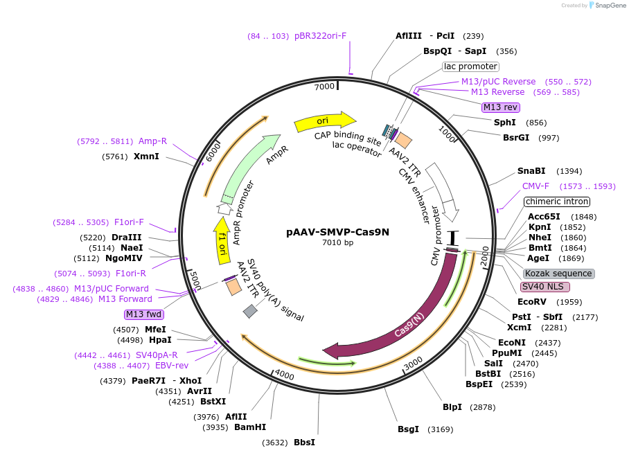 80930-plasmid-map-sequence-id-152874
