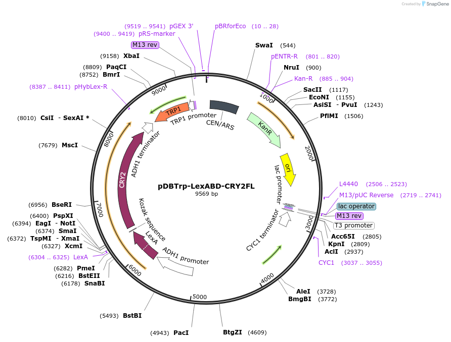 78210-plasmid-map-sequence-id-152890