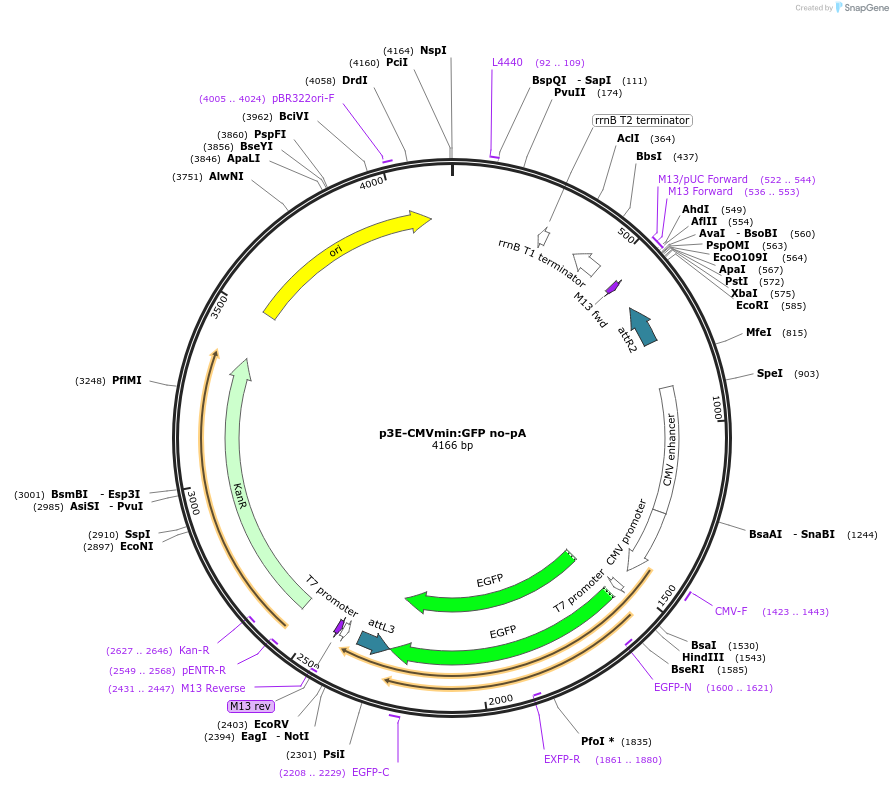 80819-plasmid-map-sequence-id-152897