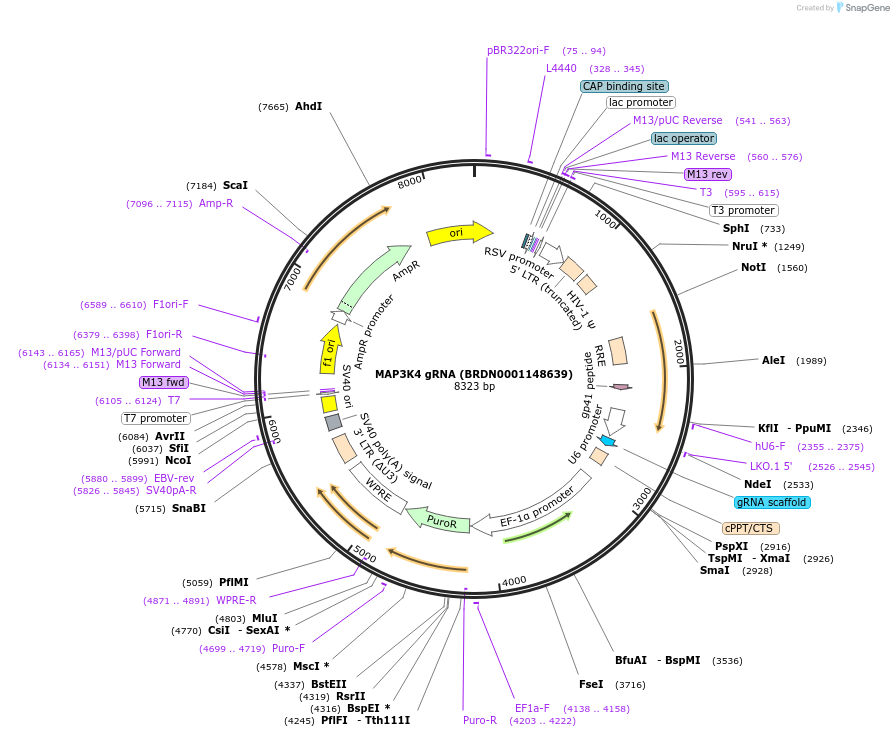 76510-plasmid-map-sequence-id-152930