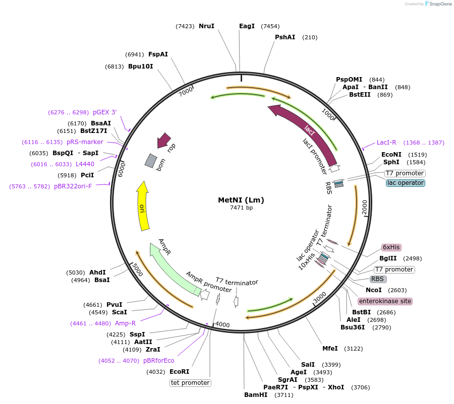 78316-plasmid-map-sequence-id-152938