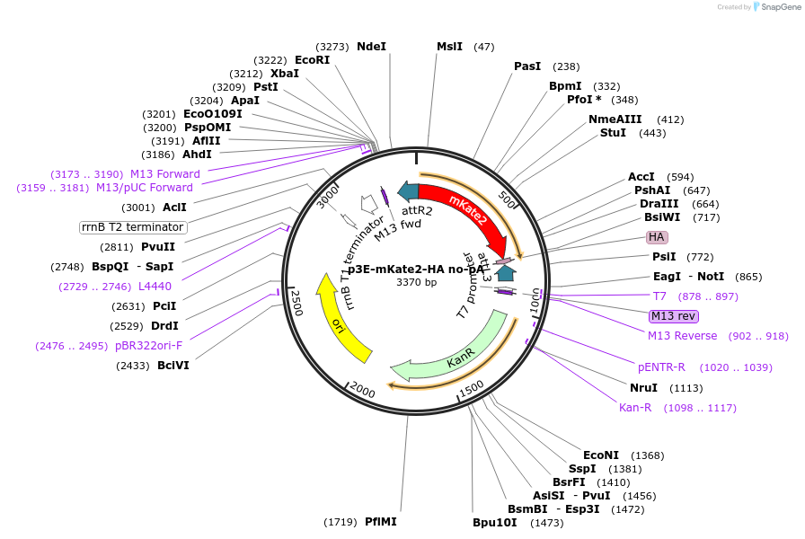 80810-plasmid-map-sequence-id-152953