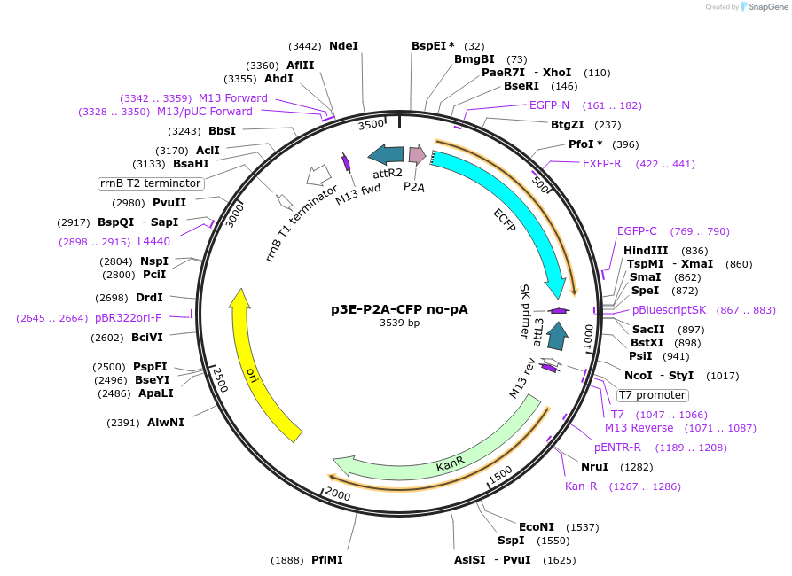 80827-plasmid-map-sequence-id-153010