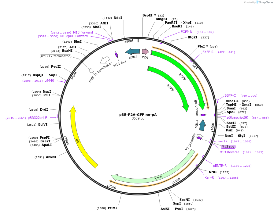 80826-plasmid-map-sequence-id-153011