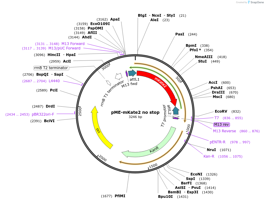 80806-plasmid-map-sequence-id-153013