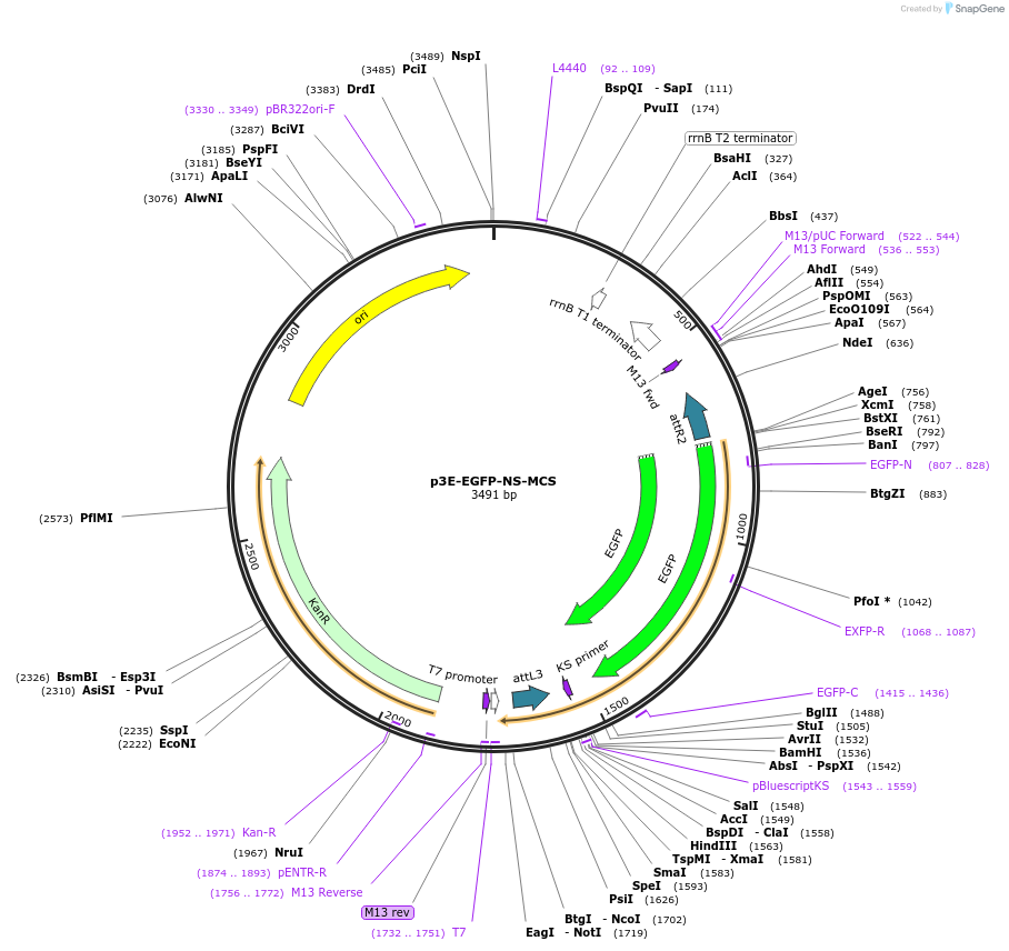 75180-plasmid-map-sequence-id-153030