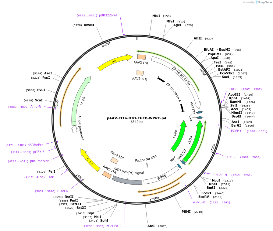 37084-plasmid-map-sequence-id-153055