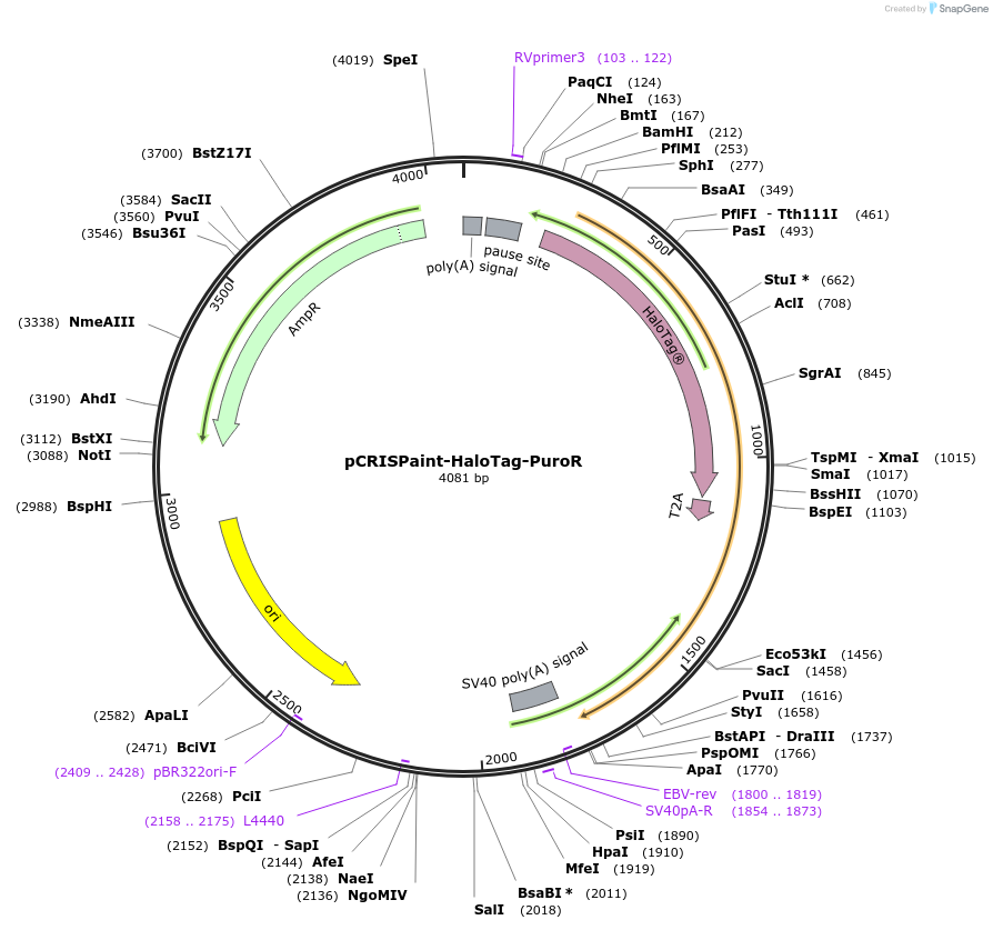 80960-plasmid-map-sequence-id-153092